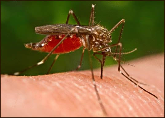 malaria