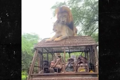 Lions have sex on top of Safari truck full of people