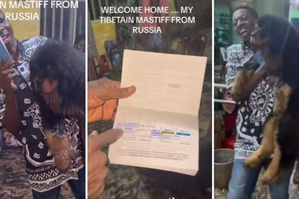 Drama as Nigerian man returns home with Russia-imported Tibetan Mastiff dog worth millions of cash