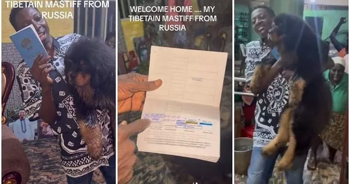 Drama as Nigerian man returns home with Russia-imported Tibetan Mastiff dog worth millions of cash