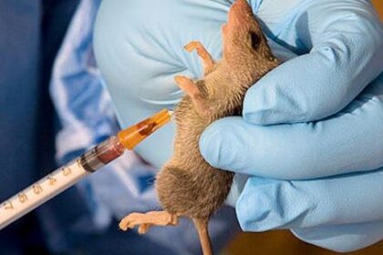 Lassa fever