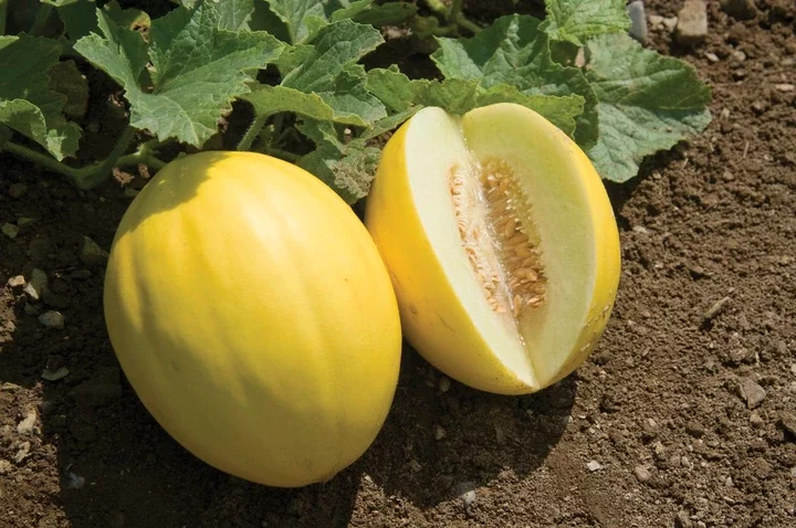 10 Surprising Golden Melon Benefits