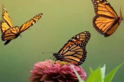Life lessons from the animal world