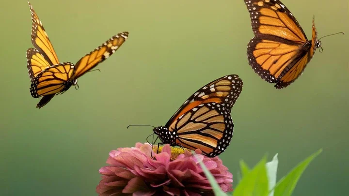 Life lessons from the animal world
